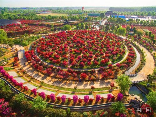 月季产业， 关注的项目