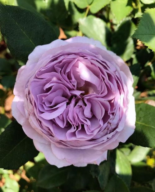 藤本月季的处理