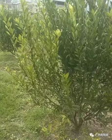 营养失调也嫩黄