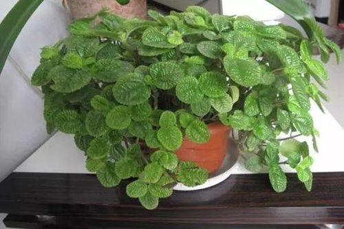 厕所放什么植物好？吸湿除臭又好看的是哪几种