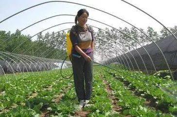 莲藕施肥的重要性