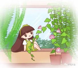 夏季法师茶如何科学浇水才能茁壮成长