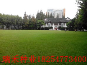 草坪种植， 土壤的“特殊待遇”