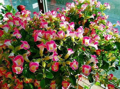 北方植物园实测报告