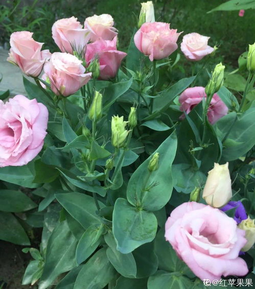 秋天有哪些花？这几种花你一定不能错过