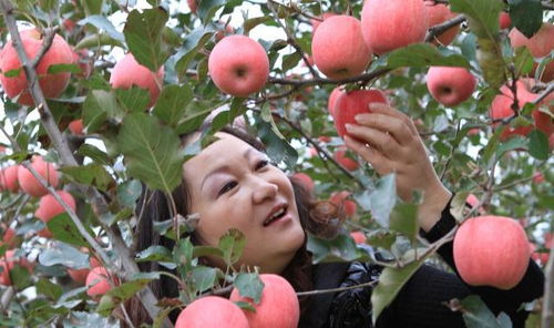 红富士苹果盛产季：揭秘最佳采摘时间，赏果享自然之美！