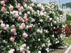 粉龙月季：浪漫的藤本传奇