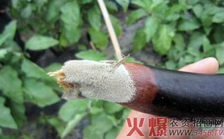 选用抗病品种， 这个就像是给茄子穿了件“保护衣”
