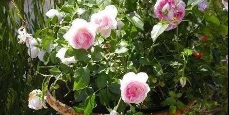 月季花谢后的剪枝小技巧