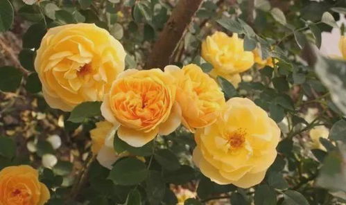 粉扇月季：南阳的自豪