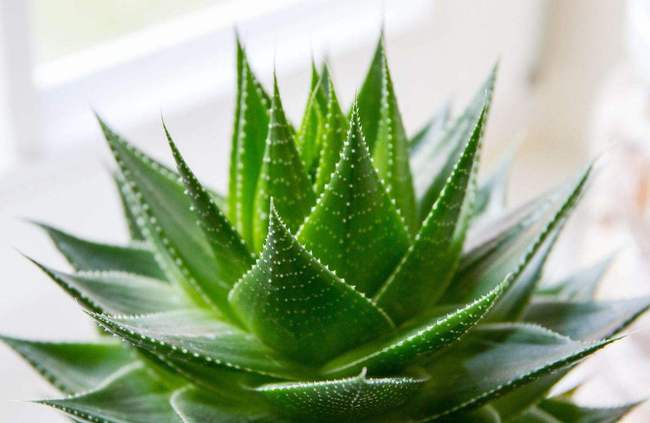 芦荟秋天怎么养，浇水频率如何把握