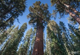 生长速度的观察