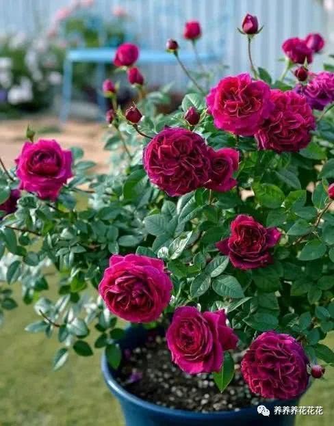 月光花的独特魅力