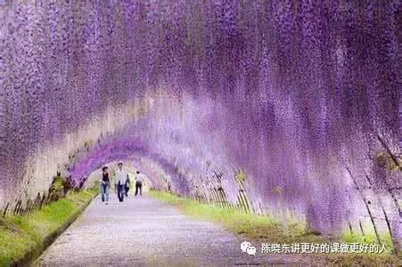 紫藤萝的花语是什么它又代表着怎样的美好寓意和情感表达呢