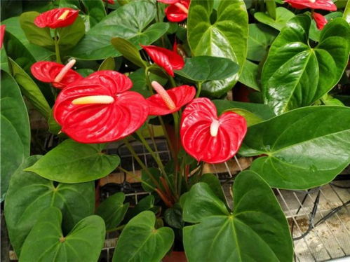 坟墓适宜种植的花有哪些？四季常青的花种揭秘