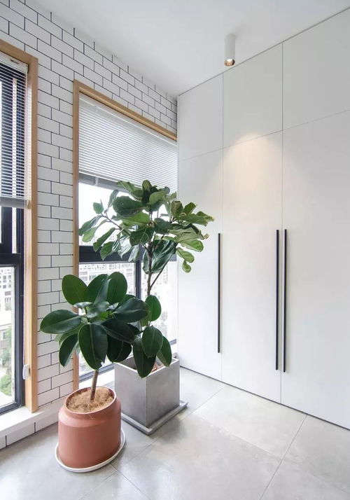 封闭阳台， 龟背竹和常春藤的搭配