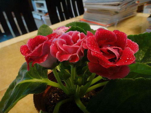 探索适合阴暗角落的花卉