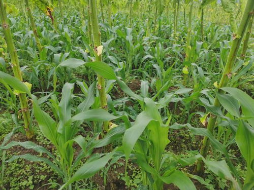 龙陵紫皮蒜无公害栽培技术，关注蒜农健康与生态平衡