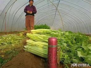 再说说来个耐寒的，白菜