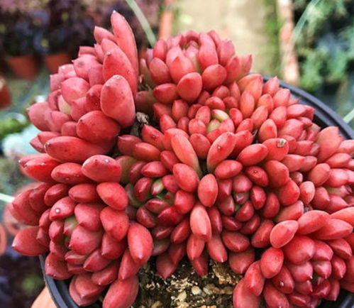 夏季多肉种植，如何避免高温伤害