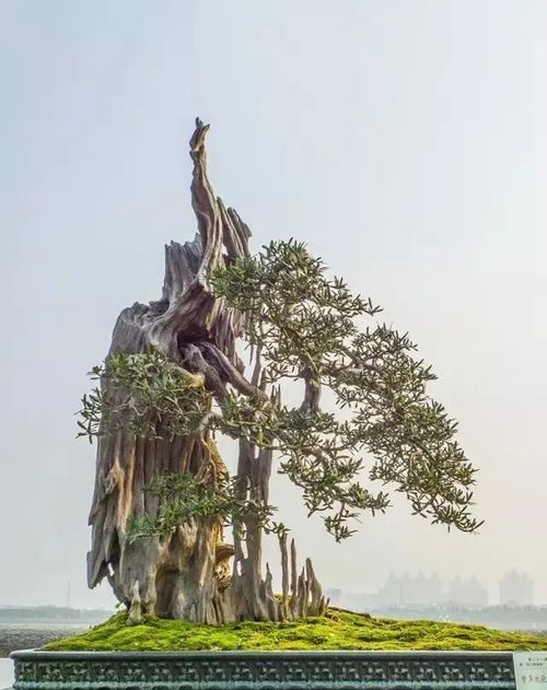 麒麟小盆景如何挑选土壤？适合哪种土壤