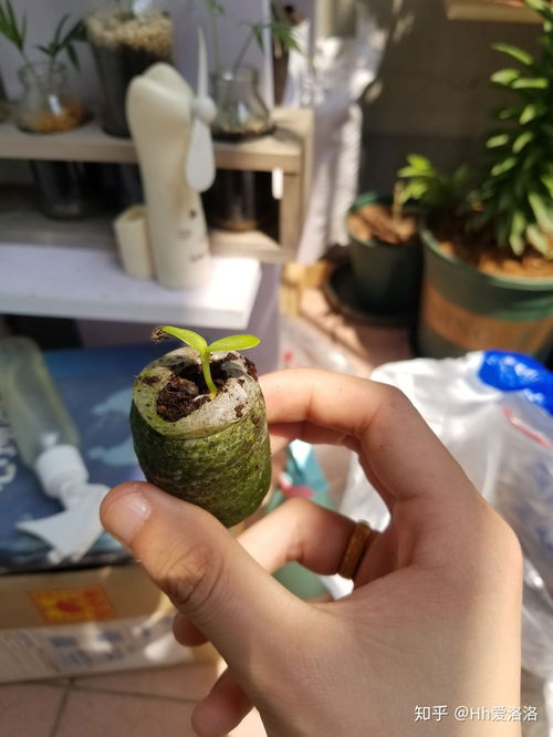 破壳神器大公开