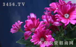 移栽上盆， 小苗长大第一步