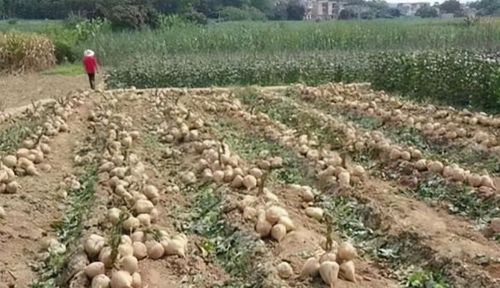 大棚红薯除草剂品牌推荐：性价比高的产品分享