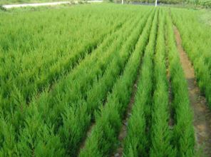 陕西侧柏基地的自然宝藏