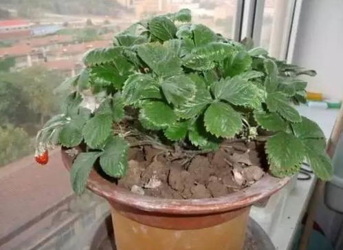 养花带来的好处