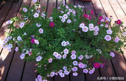 百万小铃冬天怎么修剪？保留哪些枝条