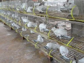 养兔吃什么食物能让它们长得又快又胖呢？