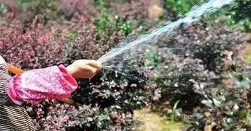 夏季苗木养护大揭秘：七大要点让你轻松应对高温挑战