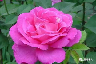 珍惜花朵：感受生命的力量