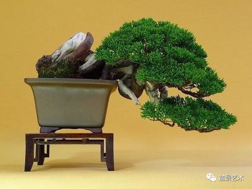 松树盆景的养护心得