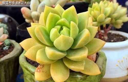 6. 南北养护差异表