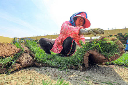 草皮卷直铺：懒人种草新选择