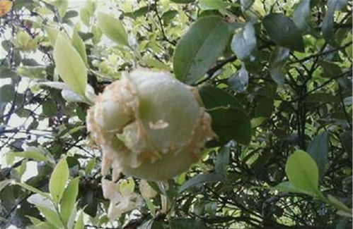 茶花冬天掉果子是什么原因？