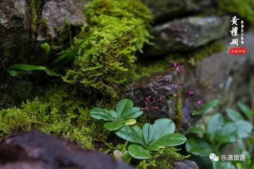 “神秘还魂草，生长秘境寻”