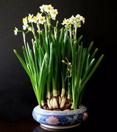 水仙花传说凄美爱情