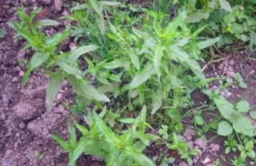 蚊母草的药用和食用价值有哪些？能否详细解析其功效和适用人群