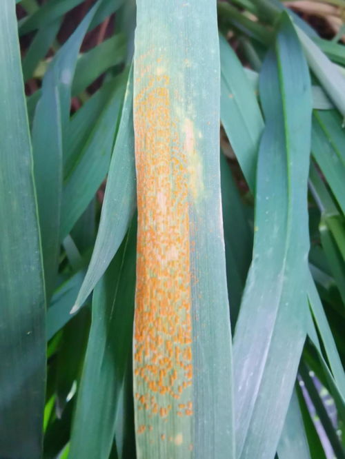 丙硫菌唑：农田的守护神