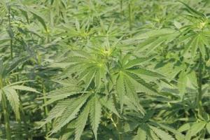 黄麻与苎麻，两种麻类植物