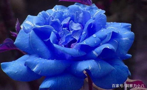 雨水坏处：容易烂根