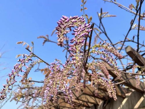 熊野紫藤，花开花落何时寻？