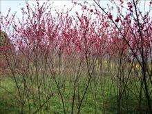 红豆草适生于多种土壤，喜排水良好之地