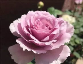 细节决定成败， 月季花的日常护理