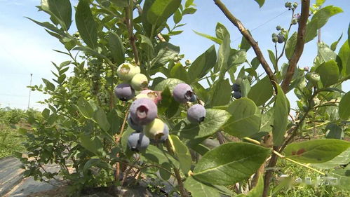 蓝莓什么季节成熟？不同品种成熟时间有差异