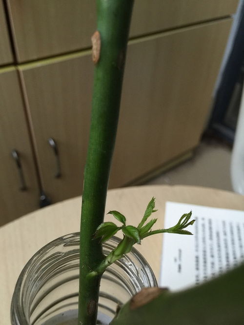 剪掉猫眼竹芋黄叶，如何让新叶茁壮成长