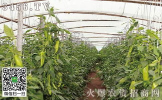 大棚湿度，得控制
